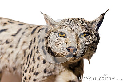Lynx portrait Stock Photo