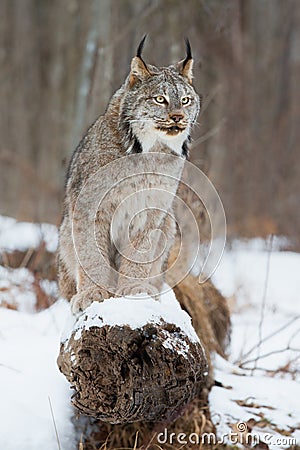 Lynx portrait on log Stock Photo