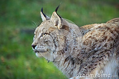 Lynx profile Stock Photo