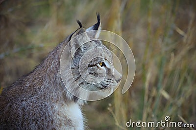 Lynx profile Stock Photo