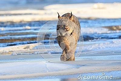 Lynx prowling for prey Stock Photo