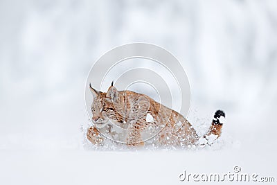 Lynx, snow hunter. Wild cat in the winter habitat, Germany Stock Photo