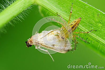 Lynx spider eating a moth in the park Stock Photo