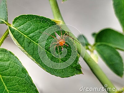 lynx spider in roses leaves that move around make a nest Stock Photo