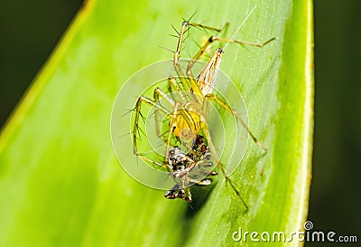 Lynx Spider, Yellow body and black legs eating black small jumpi Stock Photo