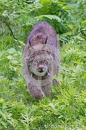 Lynx stalking prey in vertical photograph Stock Photo