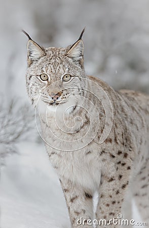 Lynx in winter Stock Photo