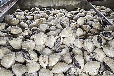 Asiatic hard clam at supermarket frozen food cabinet Stock Photo