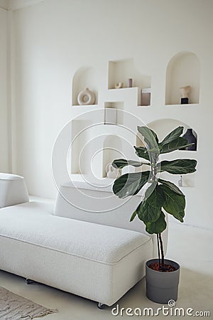 A lyre-shaped ficus in a pot near the white sofa in the living room. A home plant in a stylish bright interior Stock Photo