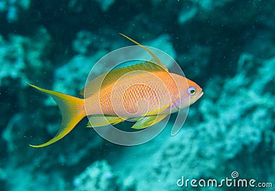 Lyre tail anthea fish Stock Photo