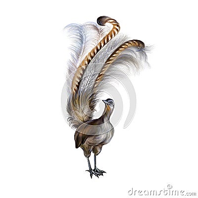 Lyrebird Menura, realistic drawing Cartoon Illustration