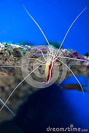 Lysmata amboinensis (Cleaner Shrimp) Stock Photo