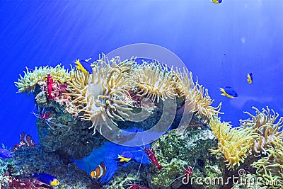 Lysmata debelius underwater view Stock Photo
