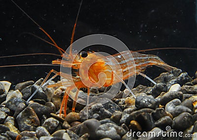 Lysmata seticaudata (Decapoda, Natantia, Hippolytidae), red shrimp from an underwater cave in the Crimea, Tarkhankut Stock Photo