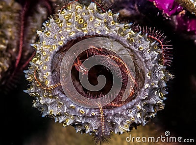 Lysmata wurdemanni, peppermint shrimp Stock Photo