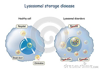 Lysosome Function. multitask lysosome. intracellular digestion Vector Illustration