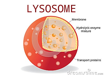 Lysosome Hydrolytic enzymes, Membrane and transport proteins, Vector Illustration