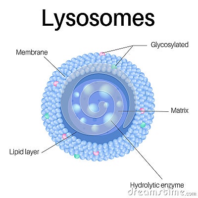 Lysosomes are organelles. Lysosomes in cell in organismà¹ƒ Vector Illustration