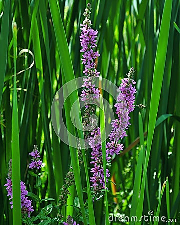 Lythrum Salicaria Stock Photo