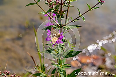 Lythrum salicaria, or purple loosestrife, with Corn Earworm Moth or Helicoverpa zea. Stock Photo