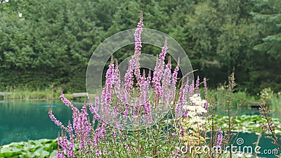 Lythrum salicaria, purple loosestrife herbacious perennial plant Stock Photo