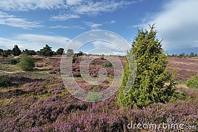 LÃ¼neburger Heide Stock Photo