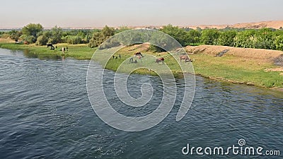 Ländliches Feld durch Fluss mit Wasserbüffelviehbestand in Afrika Ländliches Feld durch Fluss mit Wasserbüffelviehbestand in Afrika