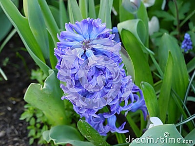 Hyacinth, purple,Hyacinthus, purple stamens Stock Photo