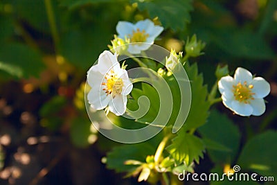 Strawberry flowers in bright sunlight on a green background Stock Photo