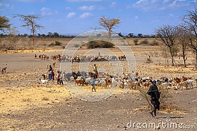 Maasai children are herding cow cattle, Tanzania Editorial Stock Photo