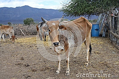 Maasai domestic livestock in a paddock Stock Photo