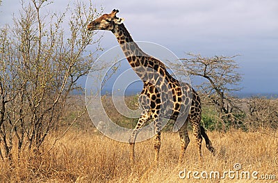 Maasai Giraffe (Giraffa Camelopardalus) on savannah Stock Photo
