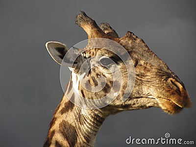 Maasai Giraffe Stock Photo