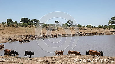 Maasai herdsmen bring their cattle to water near masai mara, kenya Stock Photo