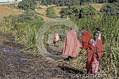 Maasai village life in nature reserve Rift Valley Editorial Stock Photo