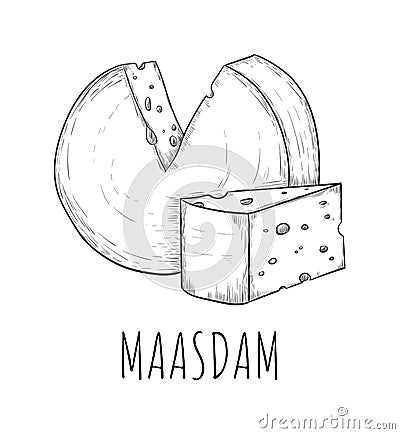 Maasdam cheese dairy product food sketch isolated Vector Illustration
