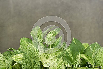 Mable queen plants Epipremnum aureum, beautiful green, white and golden leaves heart-shaped. Stock Photo