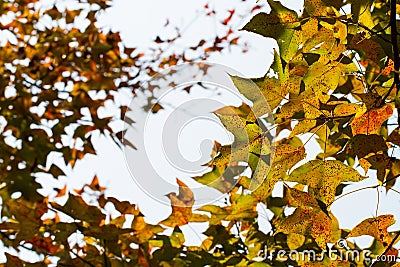 Mable red leaf like a flying bird Stock Photo