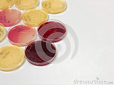 Mac Conkey agar in Petri dish, Selective isolation of Enterobacteriaceae and Escherichia coli. Isolate Gram-negative bacilli. Stock Photo