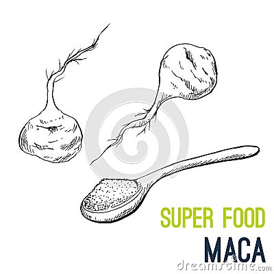 Maca root. Super food hand drawn sketch vector Vector Illustration