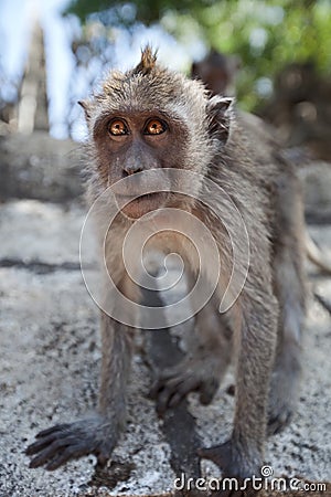 Macaca fascicularis Stock Photo