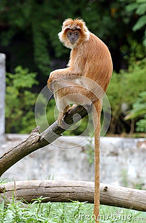 Macaca fascicularis Stock Photo