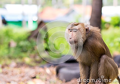 Macaca fascisculis long-tailed tropical animal with a cunning look sits in anticipation of a treat base design design a walk on a Stock Photo