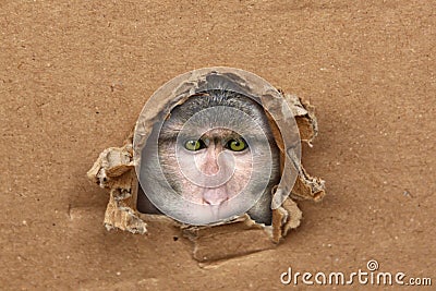Macaca fuscata, Japanese macaque, cardboard form, craft paper, a hole , brown northern monkey, concept of conducting medical Stock Photo