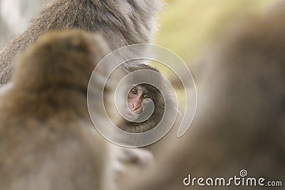 Macaca fuscata, Japanese macaque, snow monkey grooming, posing Stock Photo