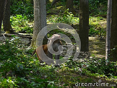Macaca mulatta Stock Photo