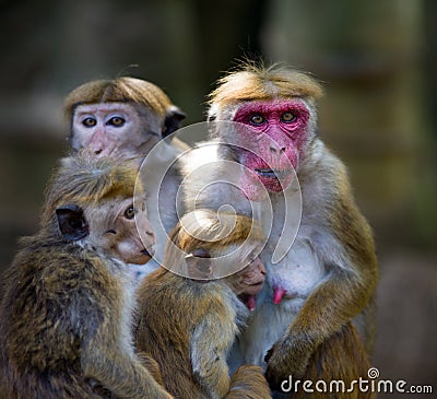 Macaca Sinica monkeys from Sri Lanka Stock Photo