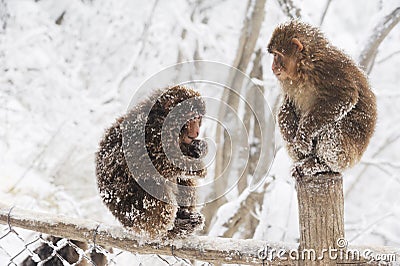 Macaca thibetana at Mt. emei Stock Photo