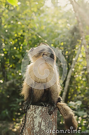 Macaco Prego, Brazil Stock Photo