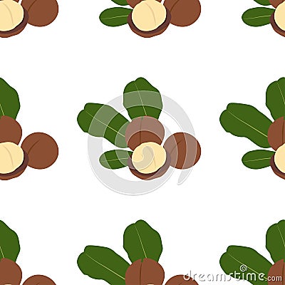 Macadamia nut. Cosmetic and medical plant. Stock Photo